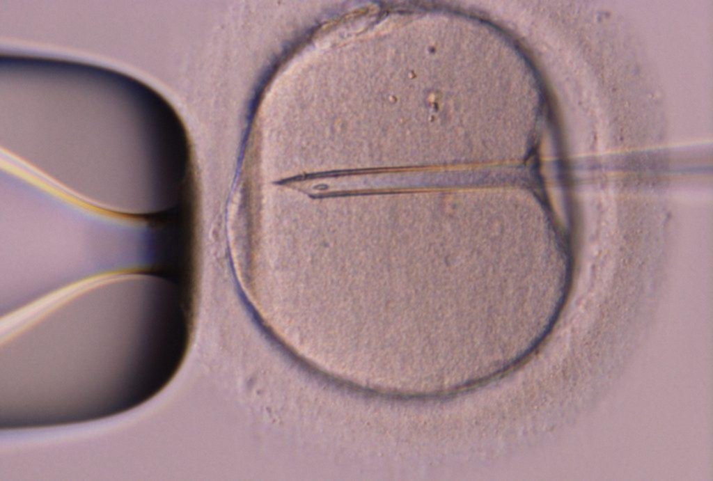 Fertilidad y esterilidad: grises entre el alquiler de vientres y el abandono de embriones