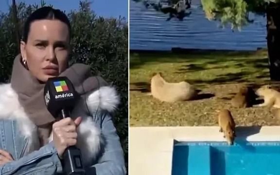 "Carpinchetos" al ataque: Natalie Weber denunció una invasión en su casa en Nordelta