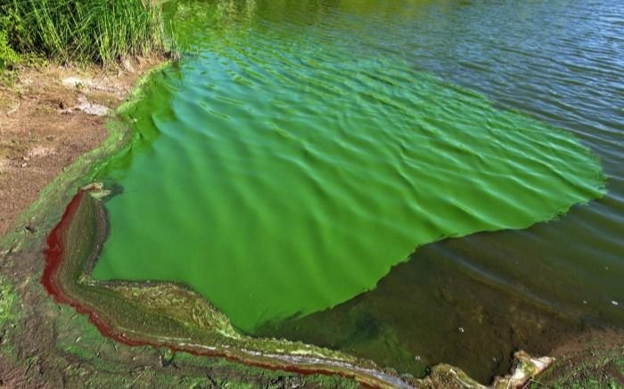 Alerta roja por cianobacterias en tres municipios bonaerenses: cuál es la situación en el Río de la Plata