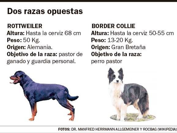 Tras un nuevo ataque mortal de un rottweiler en la Región se renueva el debate por razas peligrosas de perros