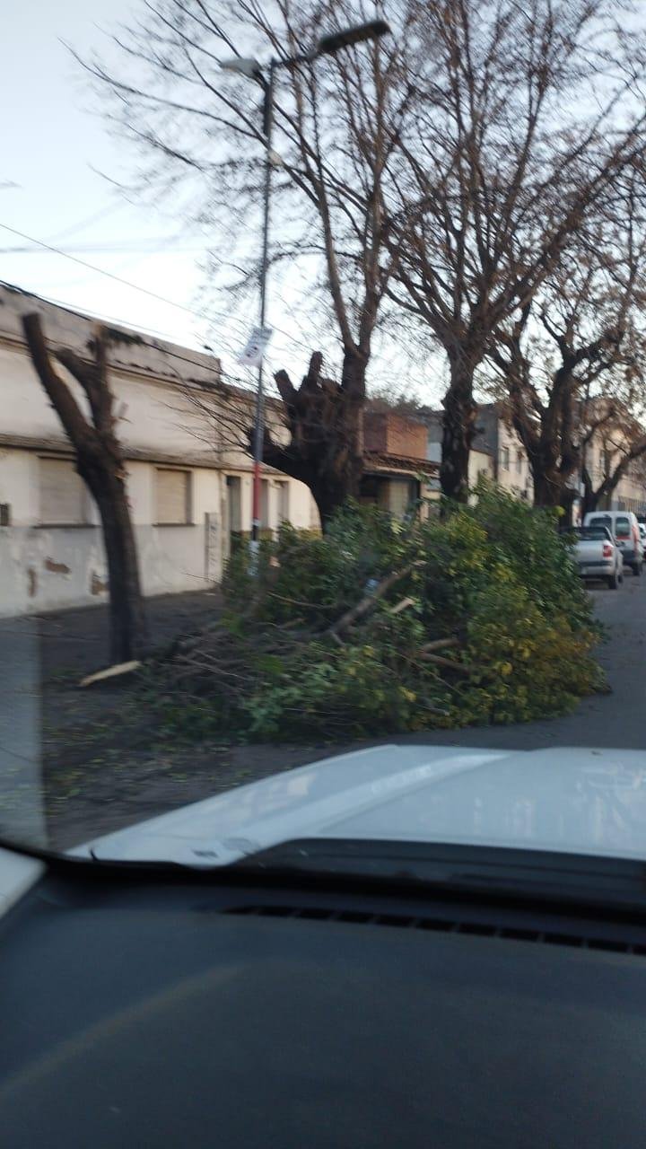 Preocupan en La Plata los ataques al arbolado público: reclaman control y planificación