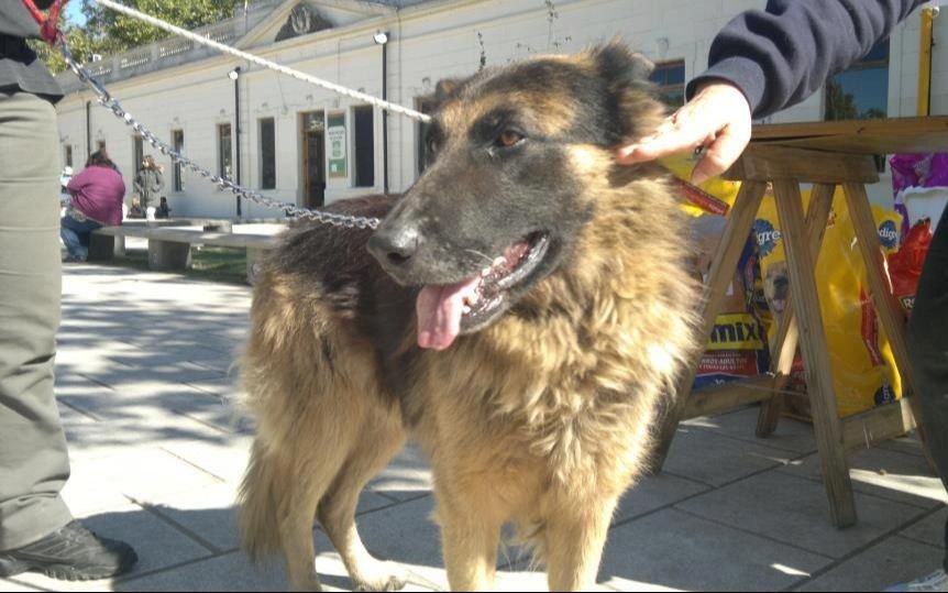 Cuándo y dónde harán una jornada de adopción de perros y gatos en La Plata: los detalles 