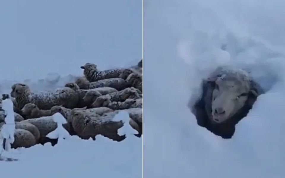 VIDEO. Miles de ovejas bajo la nieve: "Tenemos las horas contadas", el drama en la Patagonia