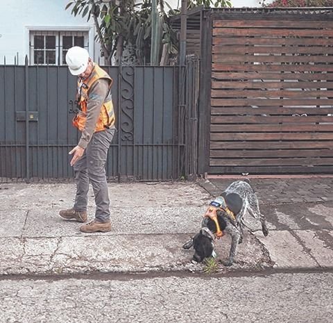 Suki, el único olfato que detecta fugas de agua subterráneas