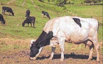 Se viene el impuesto a vacas y cerdos por las emisiones en flatulencias, un hito global