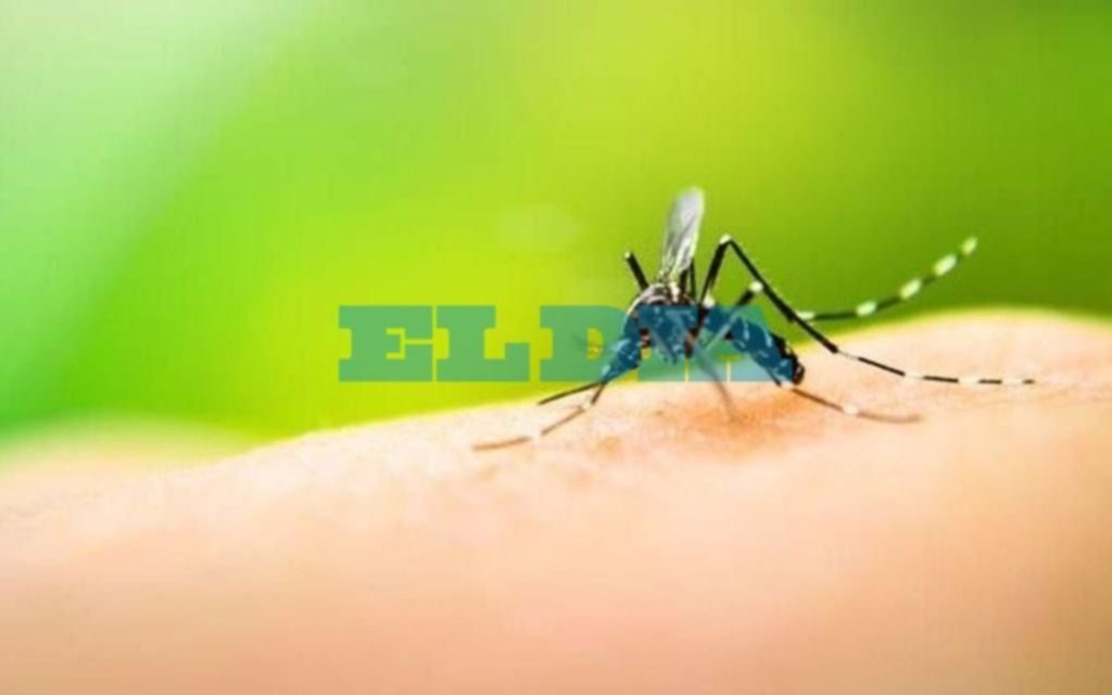 Dengue: hay 8 municipios bonaerenses en los que aún circula el virus