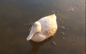 VIDEO. ¡Patos congelados en la Provincia! Cuándo termina la ola polar, que muestra su peor cara
