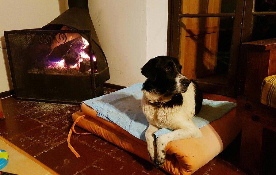 Proteger a las mascotas del frío, una tarea que requiere atención, paciencia y empatía