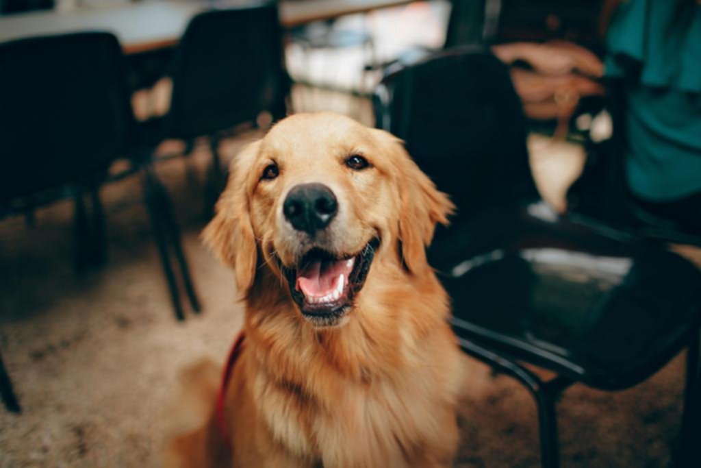 Día Mundial del Perro: el abandono, uno de los problemas centrales