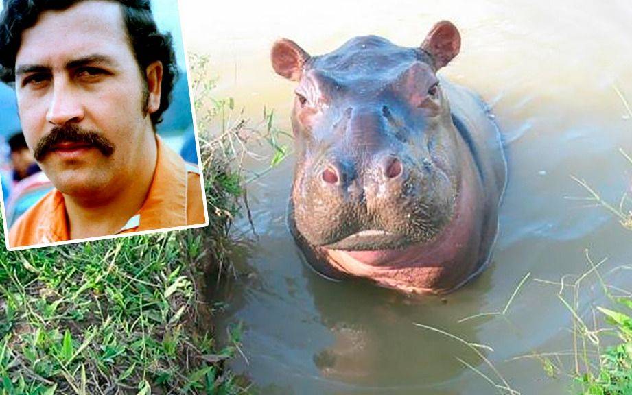 ¡Pobre Vanessa!: hipopótamo emblema de la Hacienda Nápoles se encontró con Pablo Escobar en otra vida