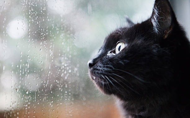 ¿Seguirá lloviendo en La Plata? Así continuará el clima este domingo