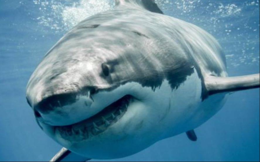 Más de diez tiburones dieron positivo de cocaína en Río de Janeiro