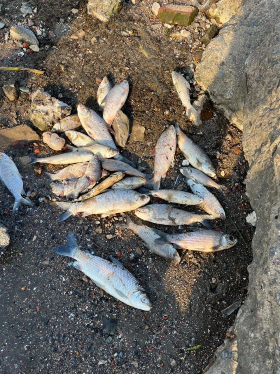 Denuncian la mortandad de peces en el Río