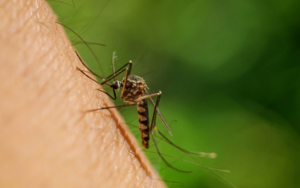 Brasil confirmó las dos primeras muertes por Fiebre de Oropouche