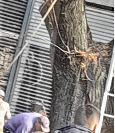 Reclamo por la extracción de un árbol en la zona de 14 y 66