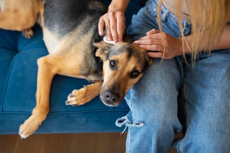 La Ciudad es cada vez más “pet friendly”, pero sigue siendo un desafío alquilar con mascotas