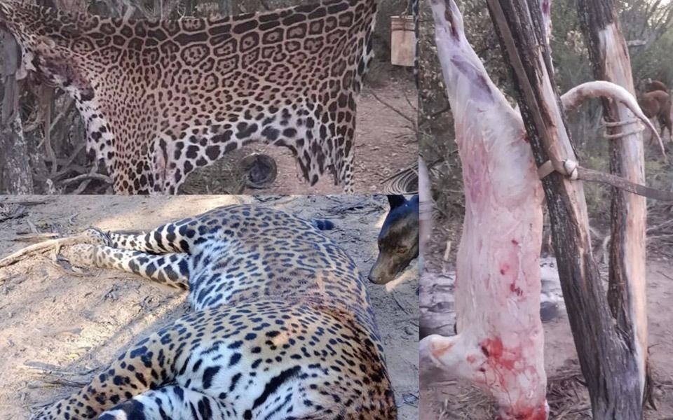 Cazaron y cuerearon a uno de los cinco yaguaretés que quedaban en Formosa: hay detenidos