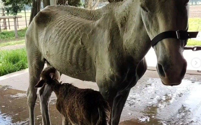 El Hospital Equino de Quilmes, único en el país, en riesgo de cierre y apela a la solidaridad