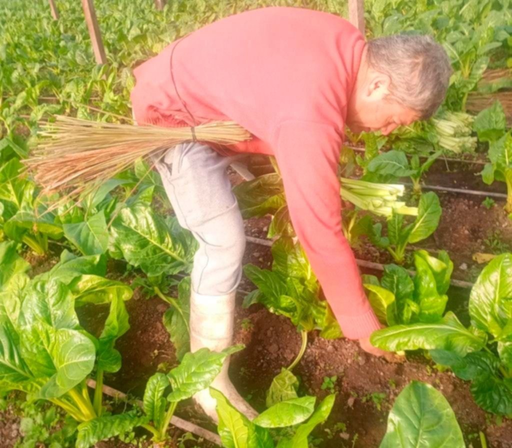 El cordón productivo, ‘helado’: las flores no resistieron y hubo pérdidas