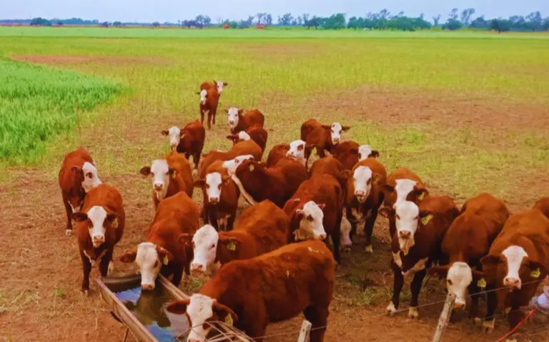 Agronea 2025: INTA destaca en Chaco que los sistemas mixtos mejoran rindes