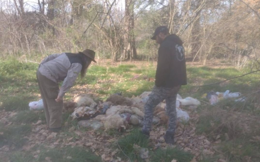 Decapitados y desmembrados: masacre animal en el Parque Pereyra
