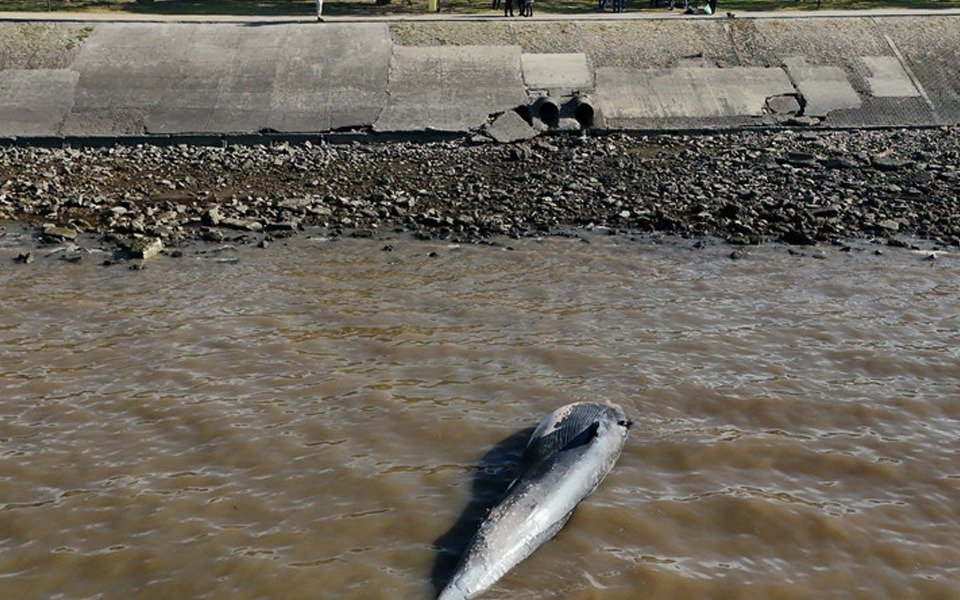 Asombro en Vicente López: una ballena muerta apareció varada a orillas del Río de la Plata