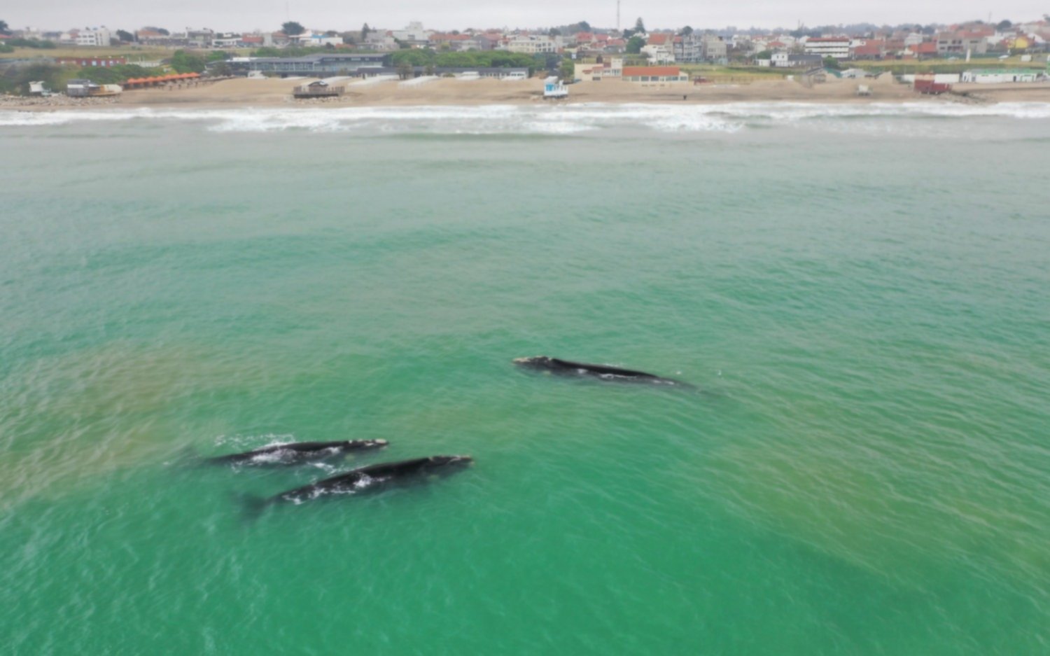 En Mar del Plata, aplican medidas para proteger a las ballenas francas y evitar accidentes