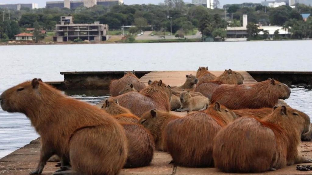 ¡Alerta carpinchos!: crearían un santuario en el Delta