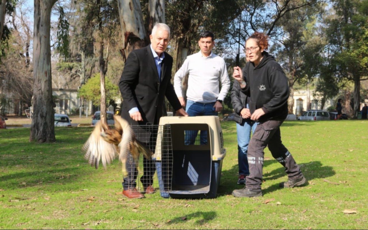 Liberaron en La Plata a siete cotorras y un gavilán tras su recuperación en el Bioparque