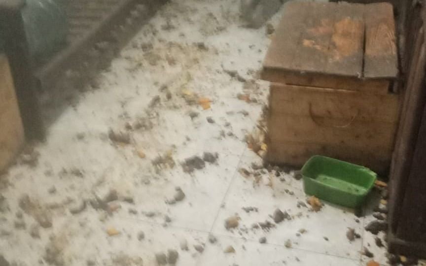 Un "cementerio de animales" en Los Hornos: denuncia y allanamiento "espeluznante"