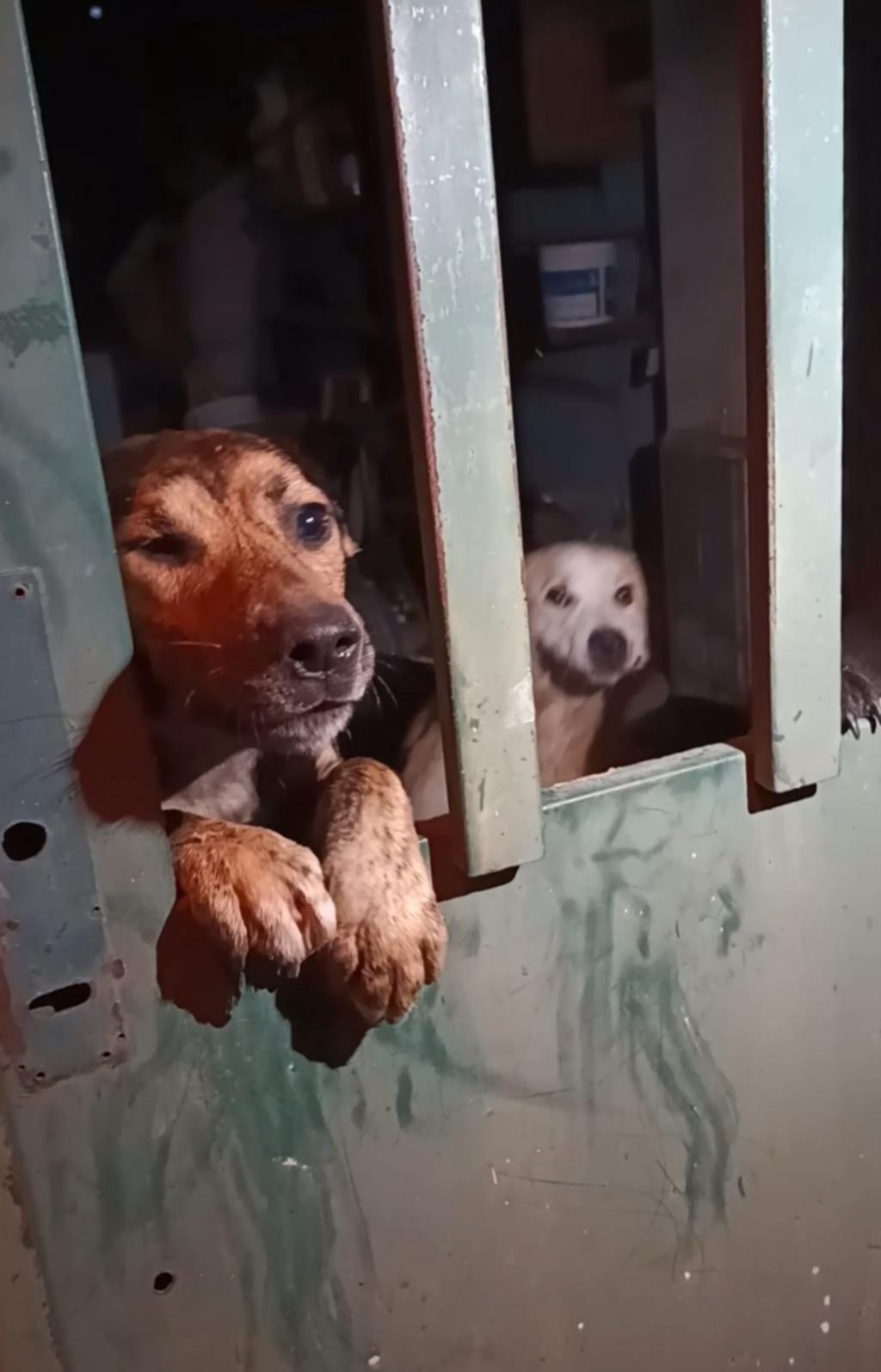 “Casa del terror”: piden ayuda para 9 animales