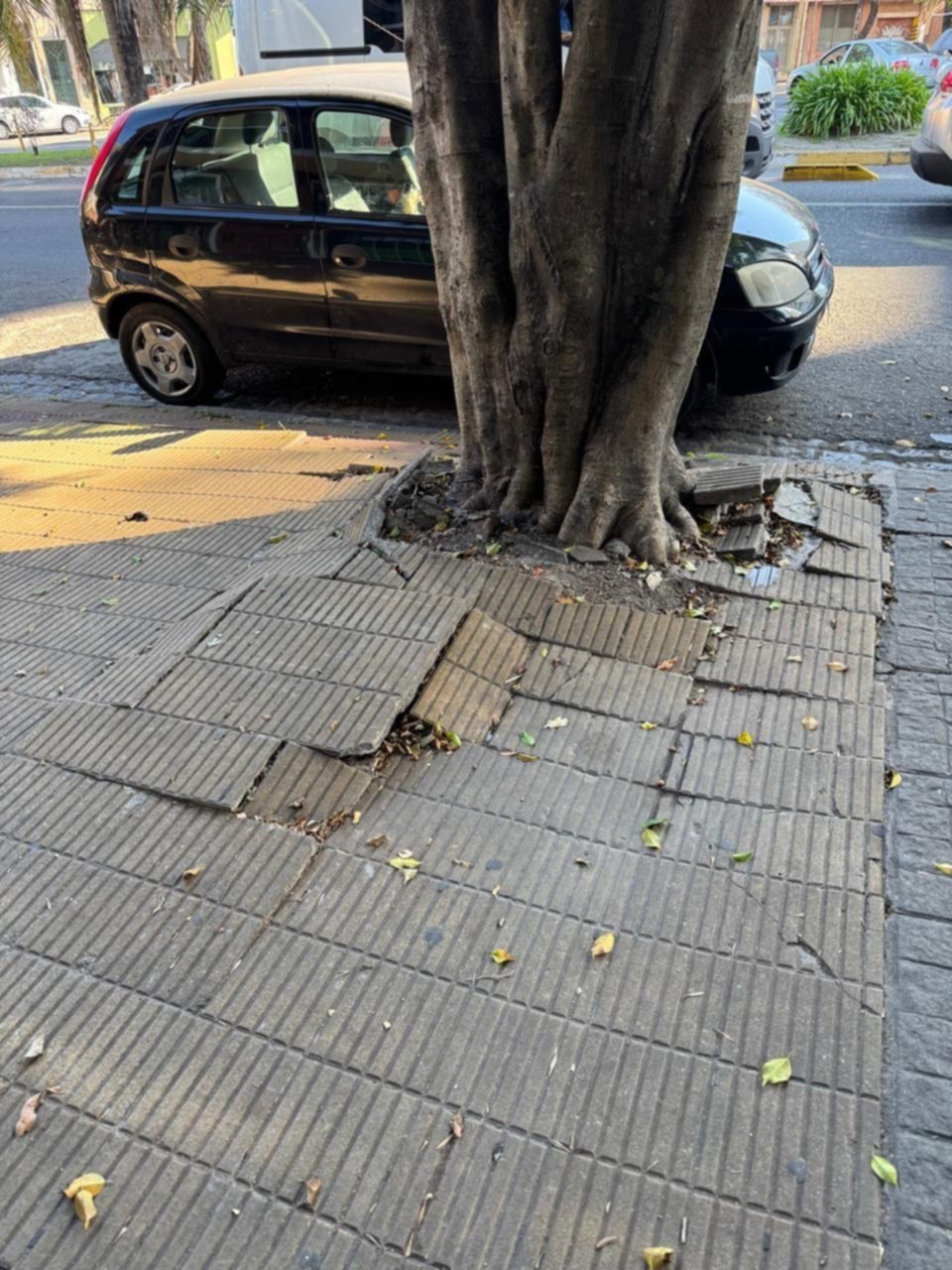 Resolvieron extraer un árbol en el centro pero aún no hicieron el trabajo