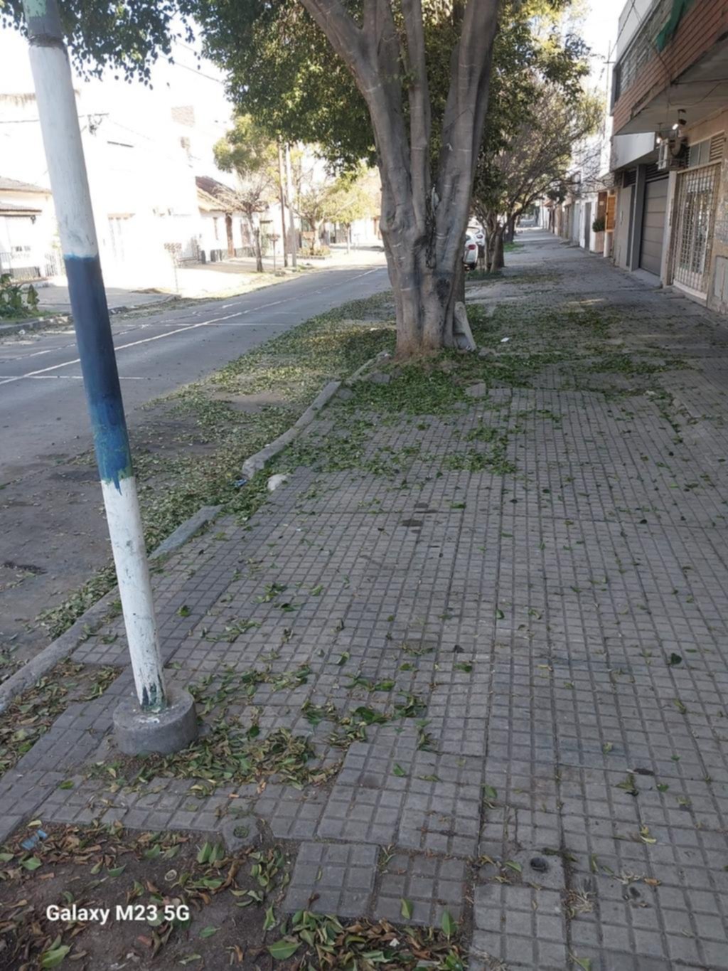 Reclaman el barrido de hojas en una cuadra de 33 entre 11 y 12