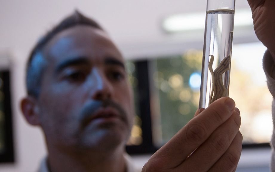 En La Plata investigan especies invasoras que viajan en macetas: un fenómeno silencioso que puede alterar el ecosistema