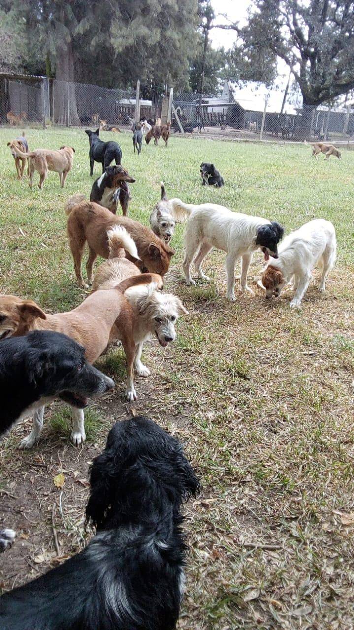 Refugio de perros pide alimentos, ropa de abrigo y más donaciones
