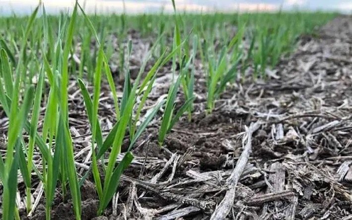 Buenos Aires: el campo en alerta por lluvias intensas y suelos saturados