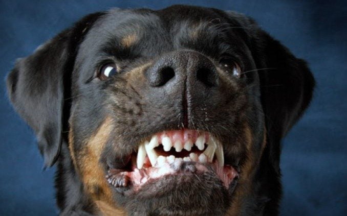 Niños, las principales víctimas de las mordeduras de perros: crecen los casos graves