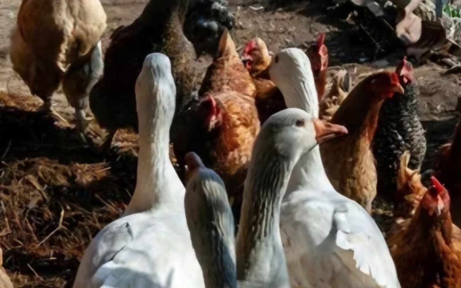 Confirman nuevo caso de influenza aviar en aves de traspatio en Lezama y activan protocolo