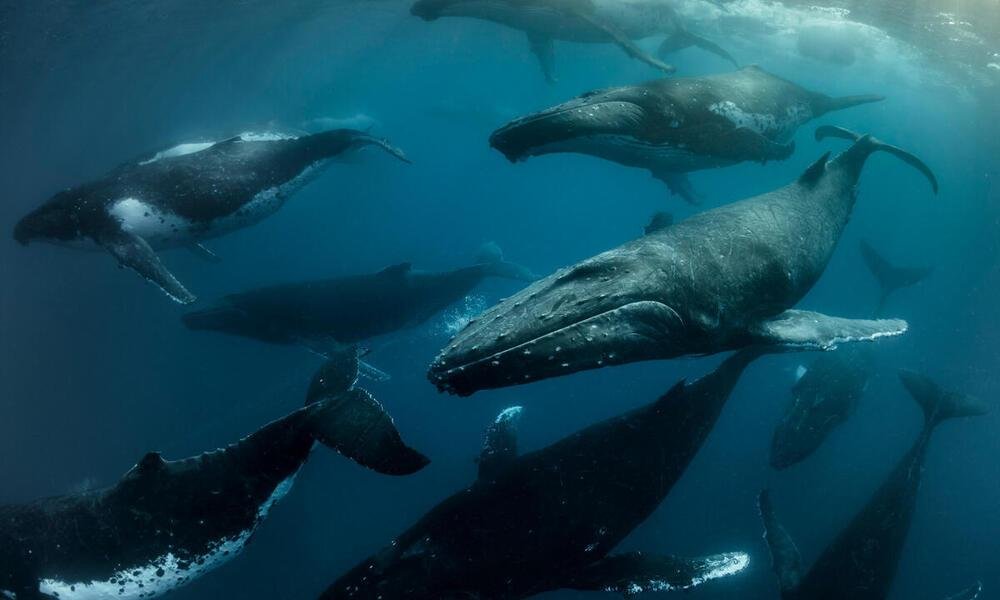 Migración de ballenas: se adelanta por el calentamiento