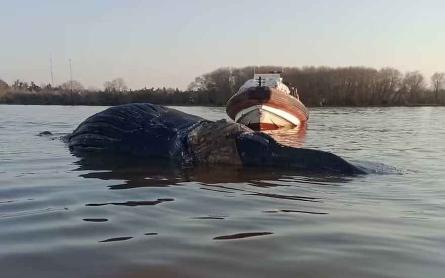 Otra ballena muerta en las costas bonaerenses: estaba flotando debajo del puente de Zárate