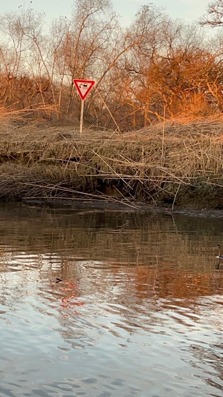 Denuncian tala en una zona protegida ribereña