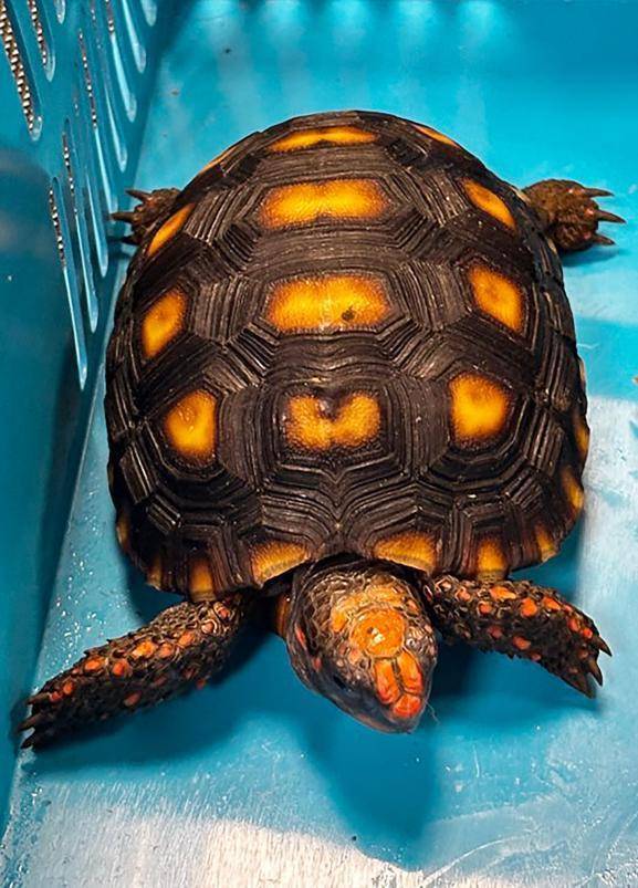 Contrabandista de tortugas, lagartijas y tarántulas