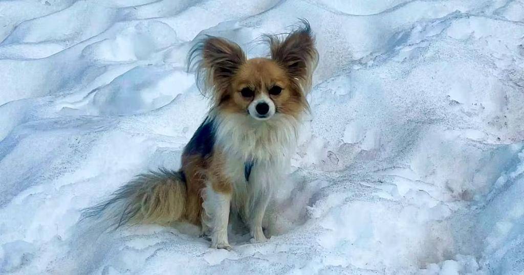 Se cayó en un glaciar en Suiza y lo salvó su perrito chihuahua