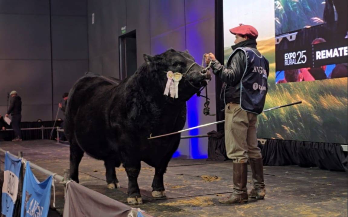 Récord en la Rural de Palermo: vendieron por $115 millones a “Picante”, el toro de Arandú