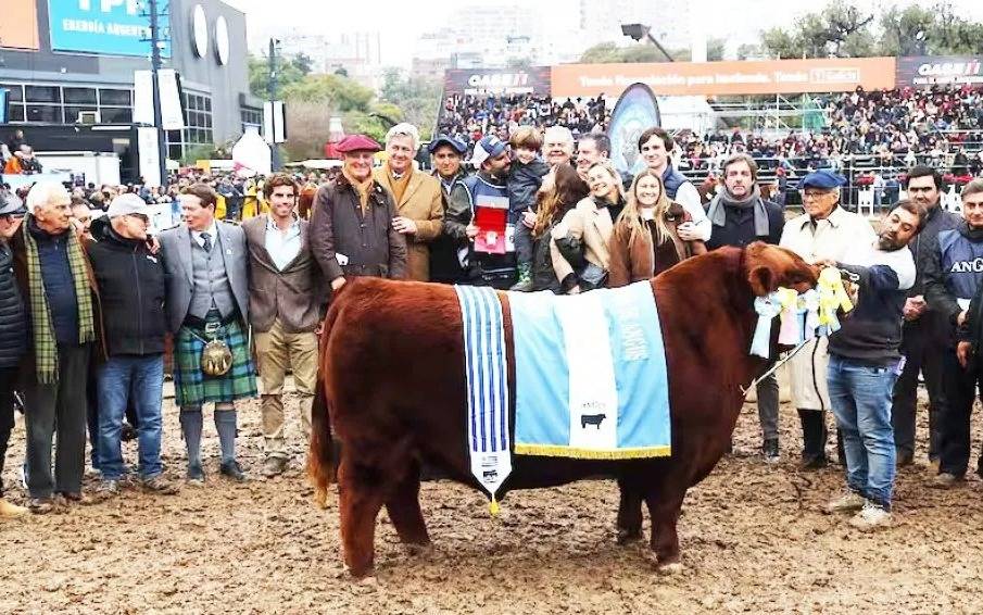 Padrino fue elegido Gran Campeón Macho Angus en Palermo