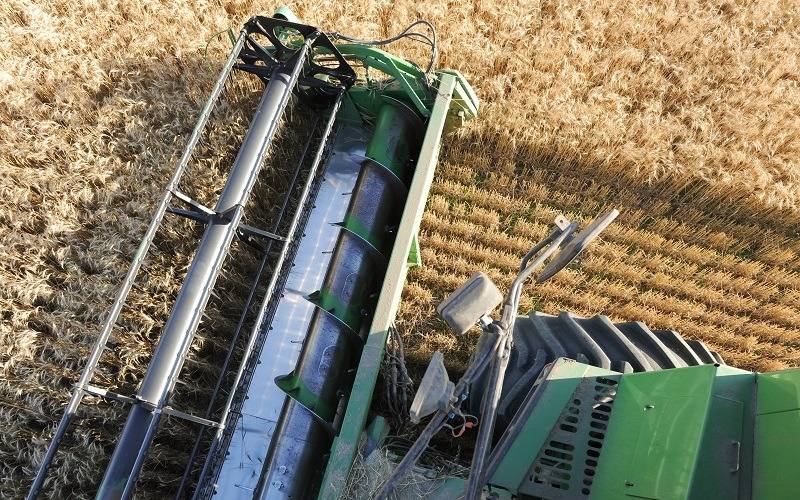 Trigo: la incertidumbre del mercado la marca la demanda