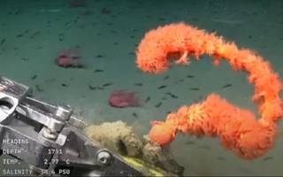 La vida en el fondo del Mar Argentino, en vivo por primera vez, en una expedición con aporte platense