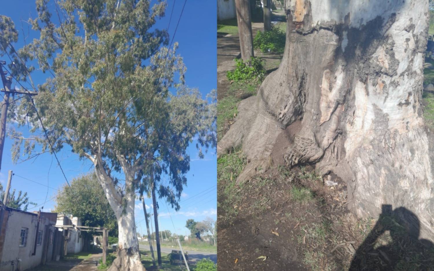 En Los Hornos reclaman poda urgente de un árbol: “Corre peligro mi casa”