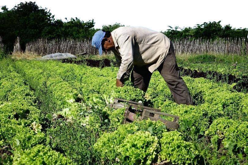 Inquieta la importación de frutas y verduras