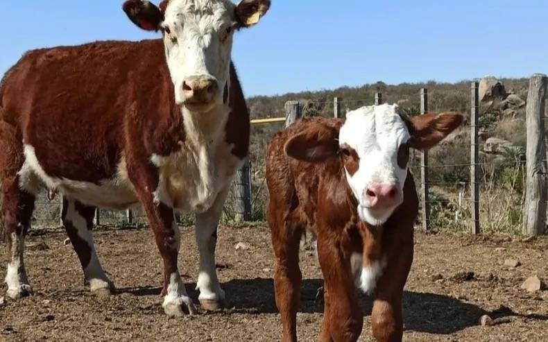 Rosario: caen los vientres en el stock ganadero y crece la preocupación en el sector